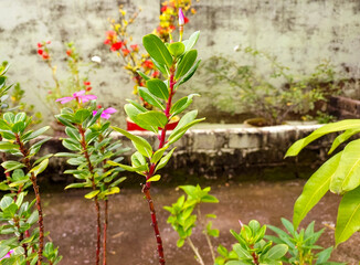 Flower blooming in green leaves plant growing in garden, nature photography, natural gardening background, floral wallpaper