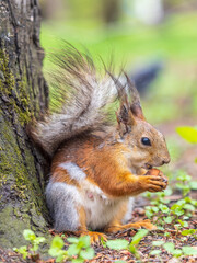 Naklejka na ściany i meble Squirrel eats a nut while sitting in green grass. Eurasian red squirrel, Sciurus vulgaris
