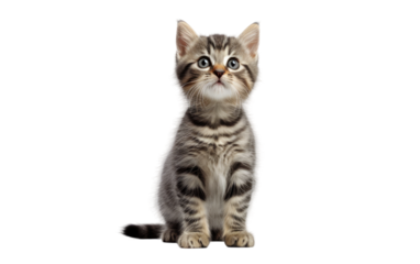 Your Feline Experience with the Charm of a Standing Kitty Cat on a White or Clear Surface PNG Transparent Background