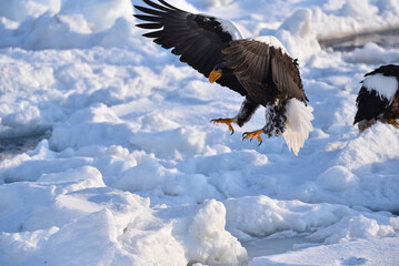 Bird watching with floating ices in winter
