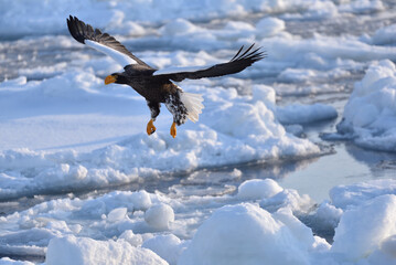 Bird watching with floating ices in winter