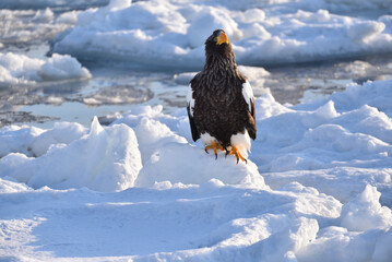 Bird watching with floating ices in winter