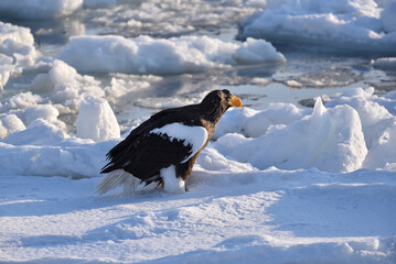 Bird watching with floating ices in winter