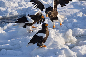Bird watching with floating ices in winter