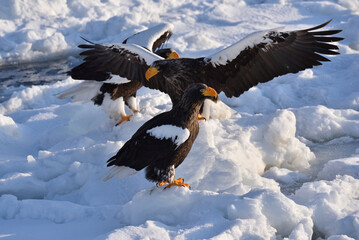 Bird watching with floating ices in winter
