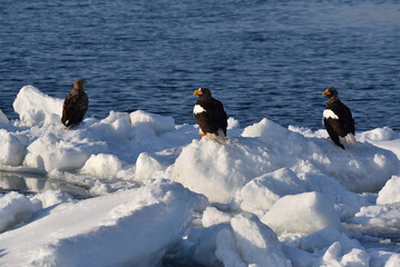 Bird watching with floating ices in winter