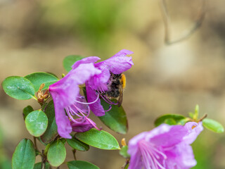 Pink flowers of Siberian rhododendron copy space. Rhododendron dauricum. Spring flowering of Altai rhododendron.
