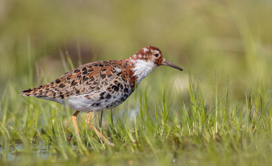 Ruff - male bird at a wetland on the mating season in spring