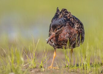 Ruff - male bird at a wetland on the mating season in spring