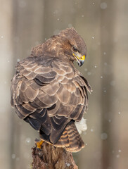 Common Buzzard in winter at a wet forest