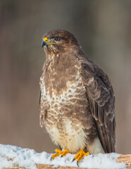 Common Buzzard in winter at a wet forest