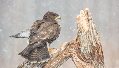 Common Buzzard in winter at a wet forest