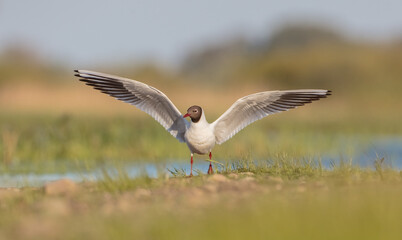 Black-headed Gull - at the mating season in spring at a wetland