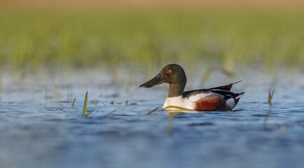 Northern shoveler - male at a wetland in spring