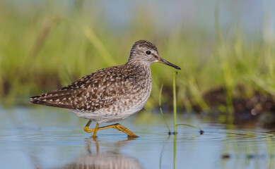 Fototapeta premium Wood Sandpiper - in spring on the migration way at wetland