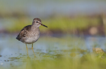Wood Sandpiper  - in spring on the migration way at wetland