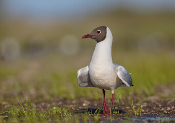 Black-headed Gull - at the mating season in spring at a wetland