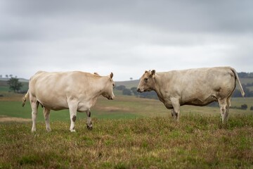 cows in field, grazing on grass and pasture in Australia, on a farming ranch. Cattle eating hay and...