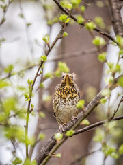 A fieldfare chick, Turdus pilaris, has left the nest and is sitting on a branch. A chick of...