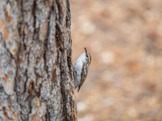 Little bird Eurasian treecreeper crawling on a tree. Nature background. Bird: Short toed Treecreeper. Certhia brachydactyla.