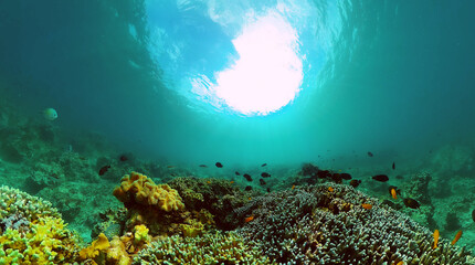 Fototapeta na wymiar Colorful coral reef and fish underwater. Marine sanctuary, protected area.