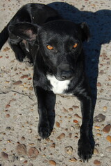 Black dog with light brown eyes lying on the floor.