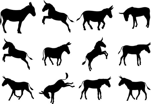 Donkey set, black silhouettes isolated on white background. Set of cute donkey in various positions in HD resolution. Easy to reuse for video or online apps and games. 
