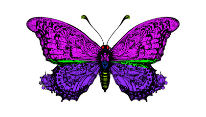 Obraz premium butterfly on white background