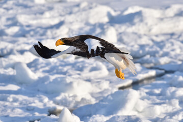 Bird watching with floating ices in winter