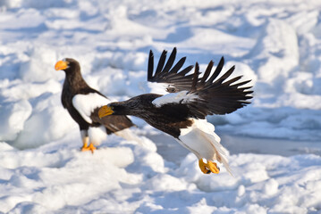 Bird watching with floating ices in winter