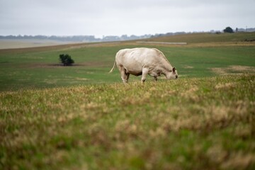 cows in field, grazing on grass and pasture in Australia, on a farming ranch. Cattle eating hay and silage. breeds include speckle park, Murray grey, angus, Brangus, hereford, wagyu, dairy cows.