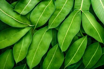 green beans background