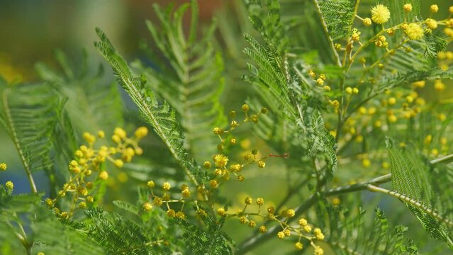 Spring Bunch With Acacia Dealbata. Yellow Mimosa Fluffy Flowers In Sunny Light. Spring Tree. Still.