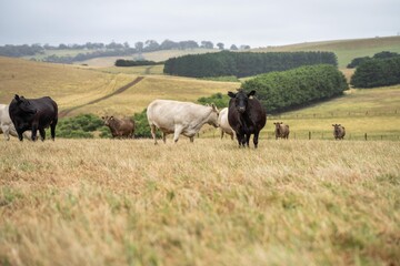 Beef cows and calfs grazing on grass in south west victoria, Australia. eating hay and silage....
