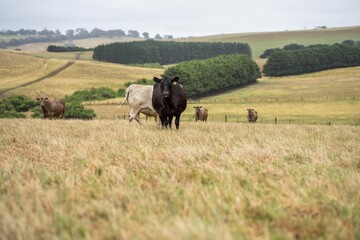 Portrait of Cows in a field grazing. Regenerative agriculture farm storing co2 in the soil with carbon sequestration