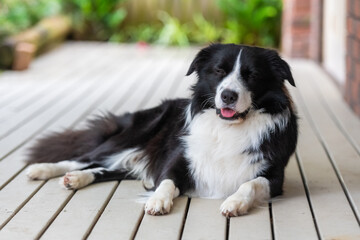 Portrait of a beautiful Border Collie male pup sitting lying on the wooden deck.