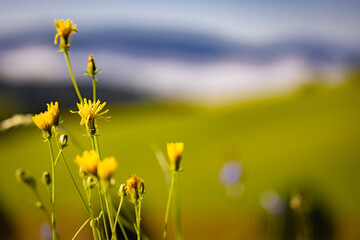 Detal natury na łące w Jastrzębiku o poranku. Polne kwiaty.