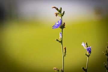 Detal natury na łące w Jastrzębiku o poranku. Polne kwiaty. © rogozinski