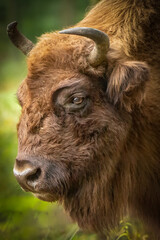 side view portrait of a bison