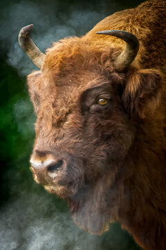 American bison on a foggy green background