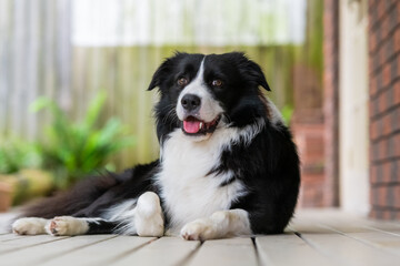 Portrait of a beautiful Border Collie male pup sitting lying on the wooden deck.