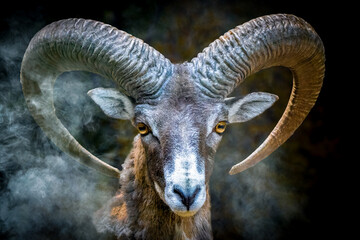 Close-Up of Majestic Bighorn Sheep with Full Circle Horns