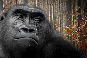 A gorilla in a colorful forest
