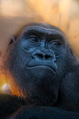 Portrait of a gorilla in a sunset