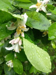 bunga jeruk dengan embun dipagi hari