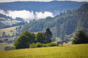 Konie w Jastrzębiku na łące latem. Krajobraz letni.
