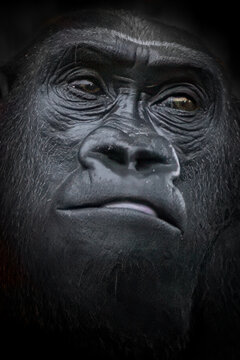 close-up portrait of an adult gorilla