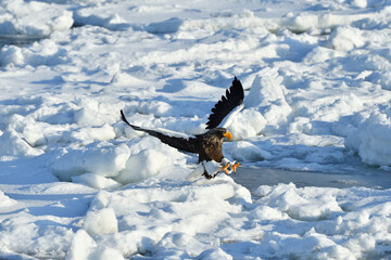 Bird watching with floating ices in winter