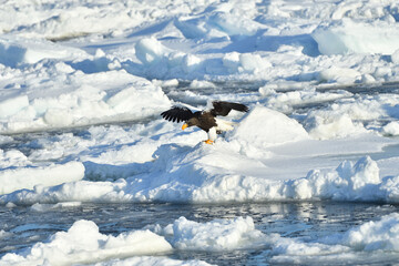 Bird watching with floating ices in winter