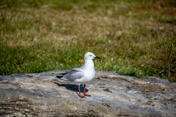 The black-billed gull (Chroicocephalus bulleri) is a Near Threatened species of gull in the family Laridae. 
 The head, body, and parts of the wings are white.